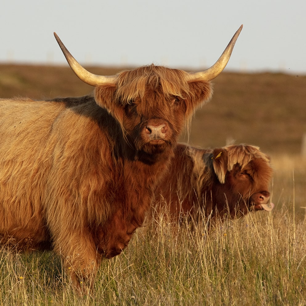 Highland Cows from the Broad Bay Fold in the Isle of Lewis