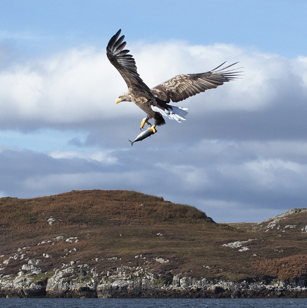 Sea Eagle over the Lewis moor