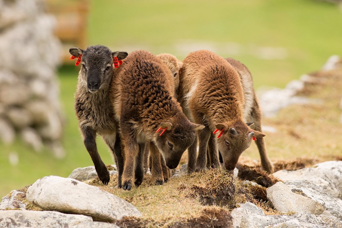 Soay lambs on St Kilda