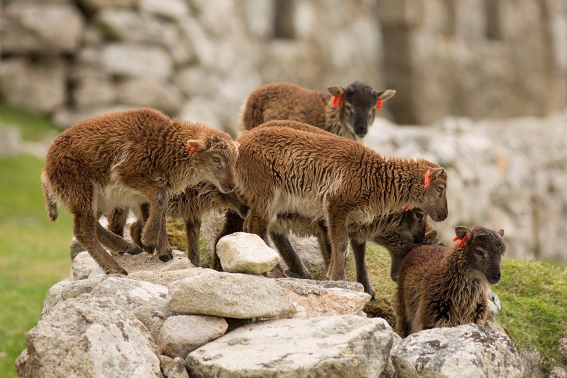 Soay lambs on St Kilda
