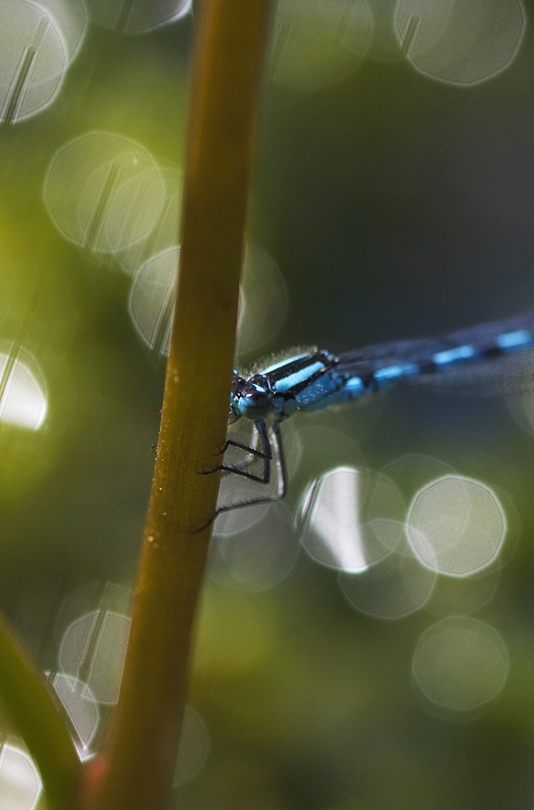 Dragon and Damselflies by Alice Starmore