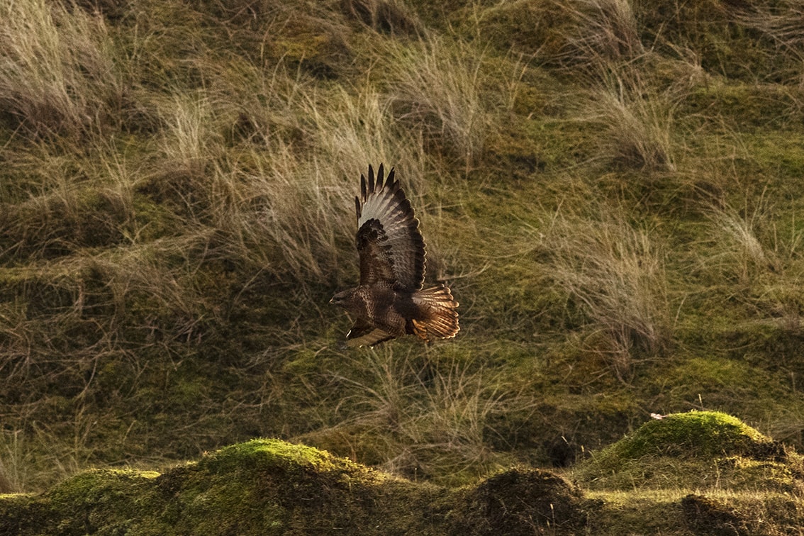 Buzzard in the machair on the Isle of Lewis