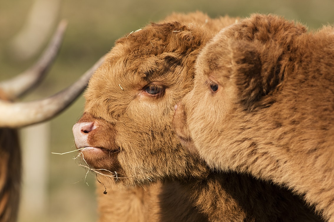 Highland Cows from the Broad Bay Fold in the Isle of Lewis