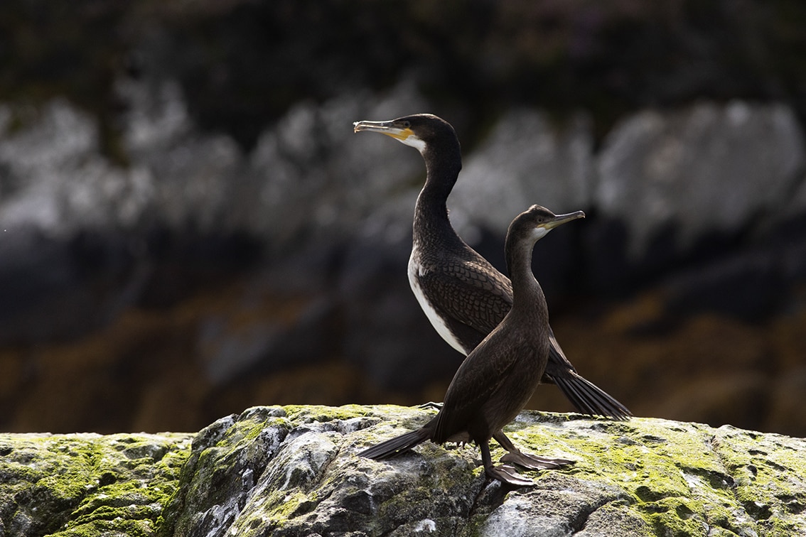 Birdlife on the Isle of Lewis