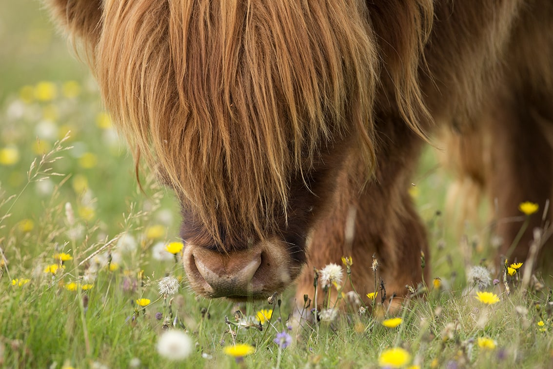 Highland Cows from the Broad Bay Fold in the Isle of Lewis Highland Cows from the Broad Bay Fold in the Isle of Lewis