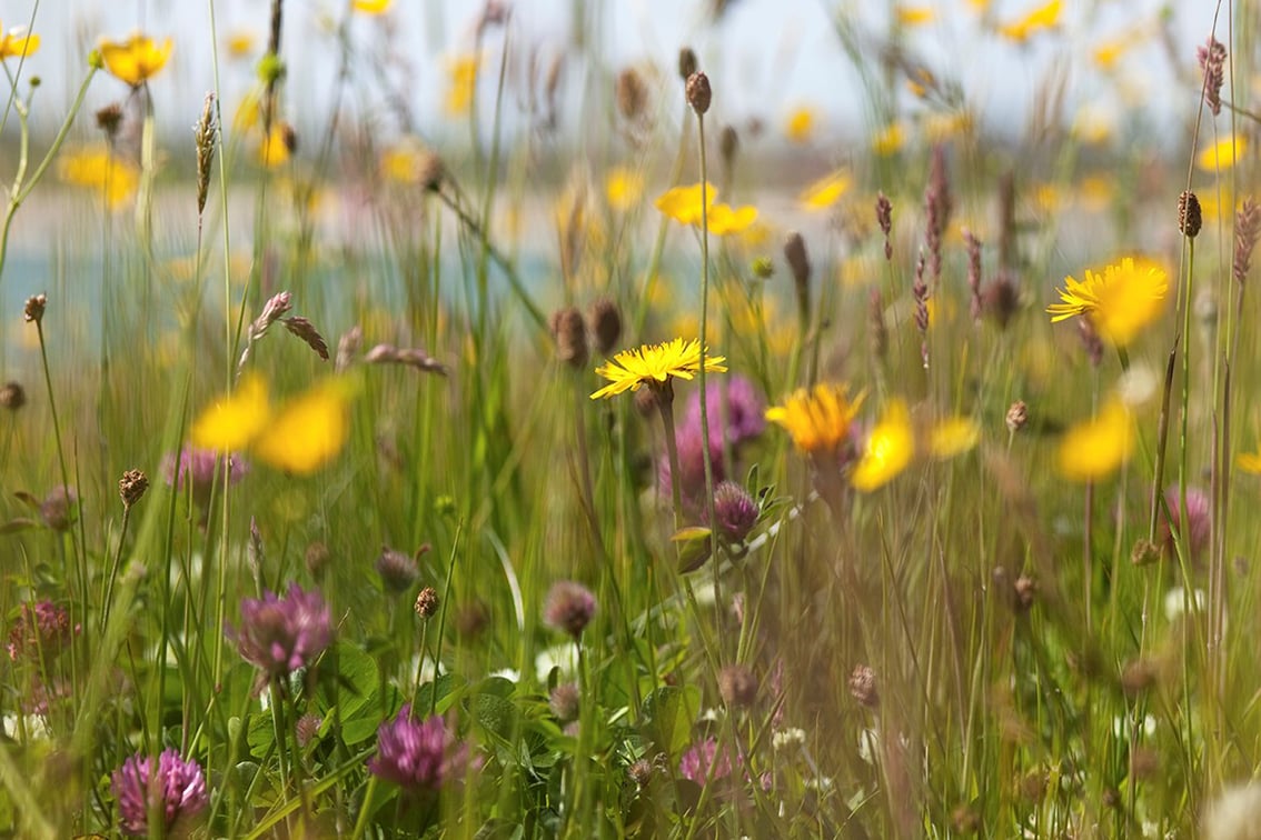 Flowers on the Broad Bay Fold croft Flowers on the Broad Bay Fold croft