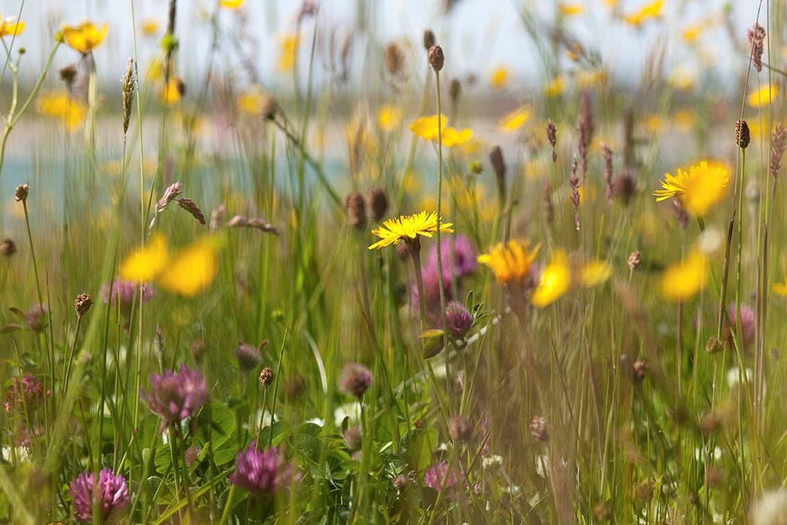 Flowers on the Broad Bay Fold croft