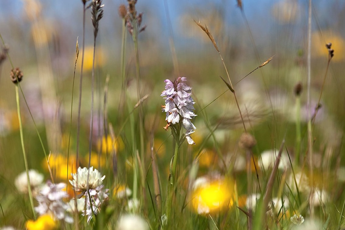 Flowers on the Broad Bay Fold croft