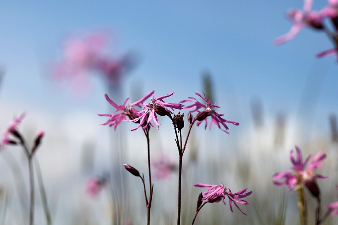 Flowers on the Broad Bay Fold croft