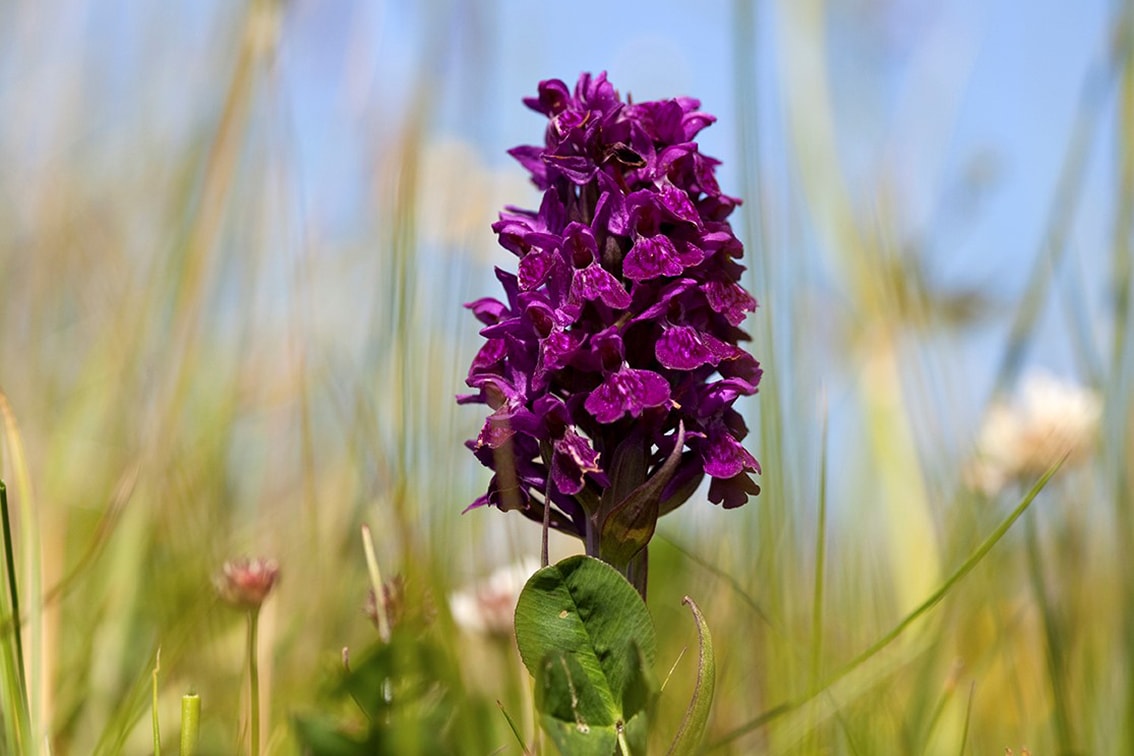 Flowers on the Broad Bay Fold croft