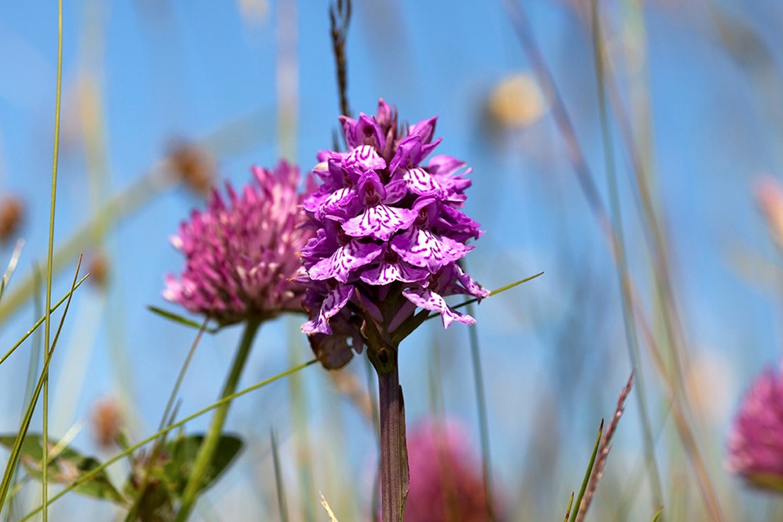 Flowers on the Broad Bay Fold croft