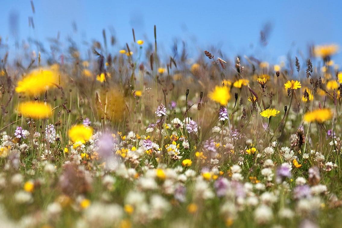 Flowers on the Broad Bay Fold croft