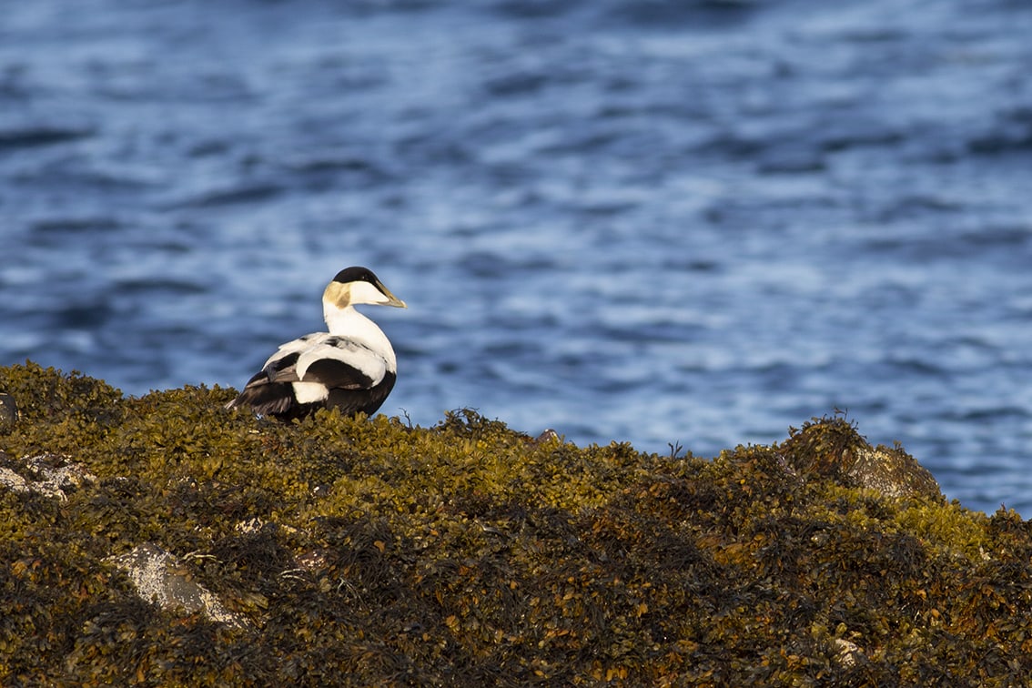 Birdlife on the Isle of Lewis