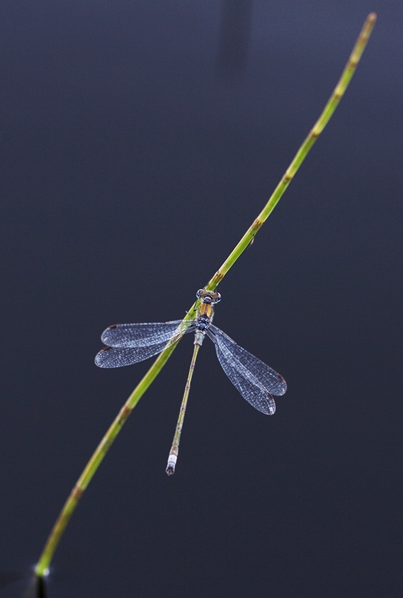 Dragon and Damselflies by Alice Starmore