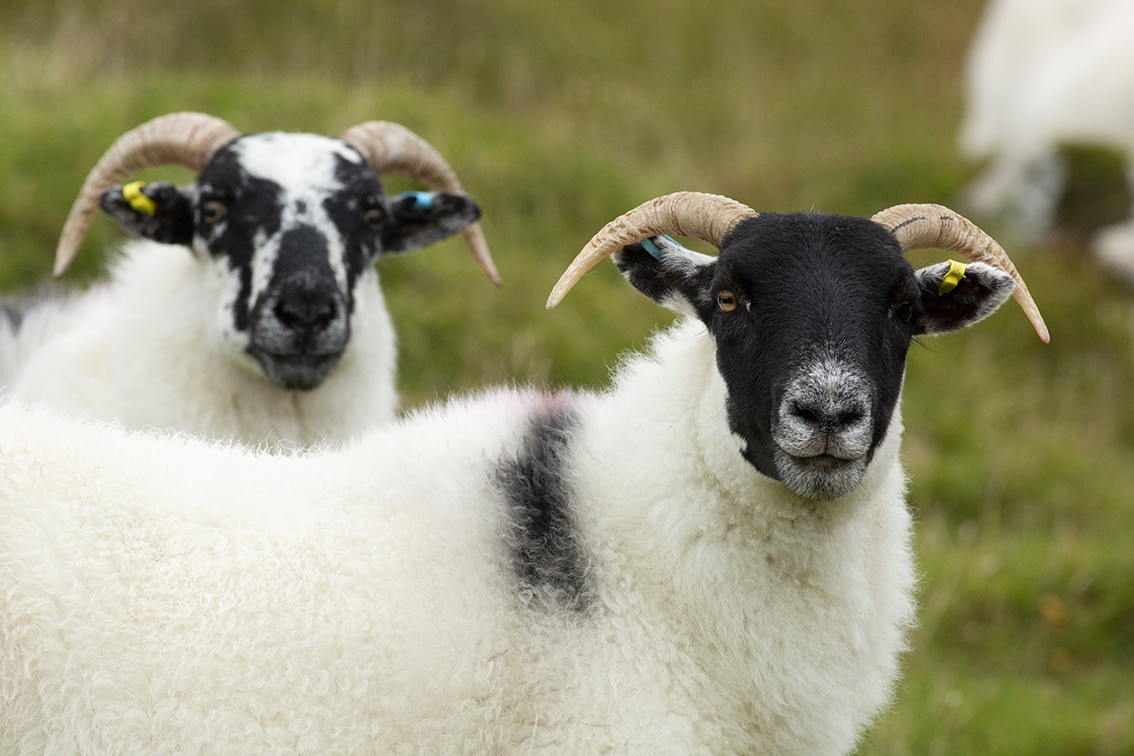 Sheep in the Outer Hebrides Sheep in the Outer Hebrides