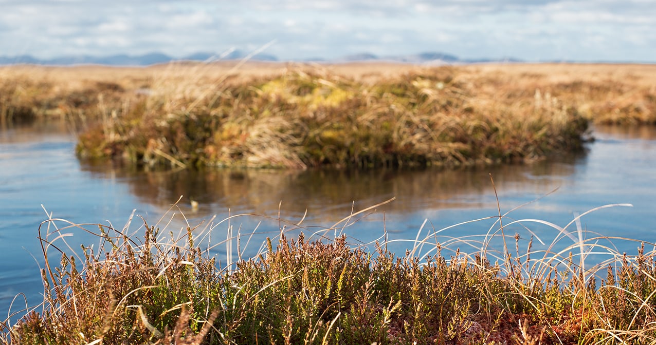 The Lewis moorland