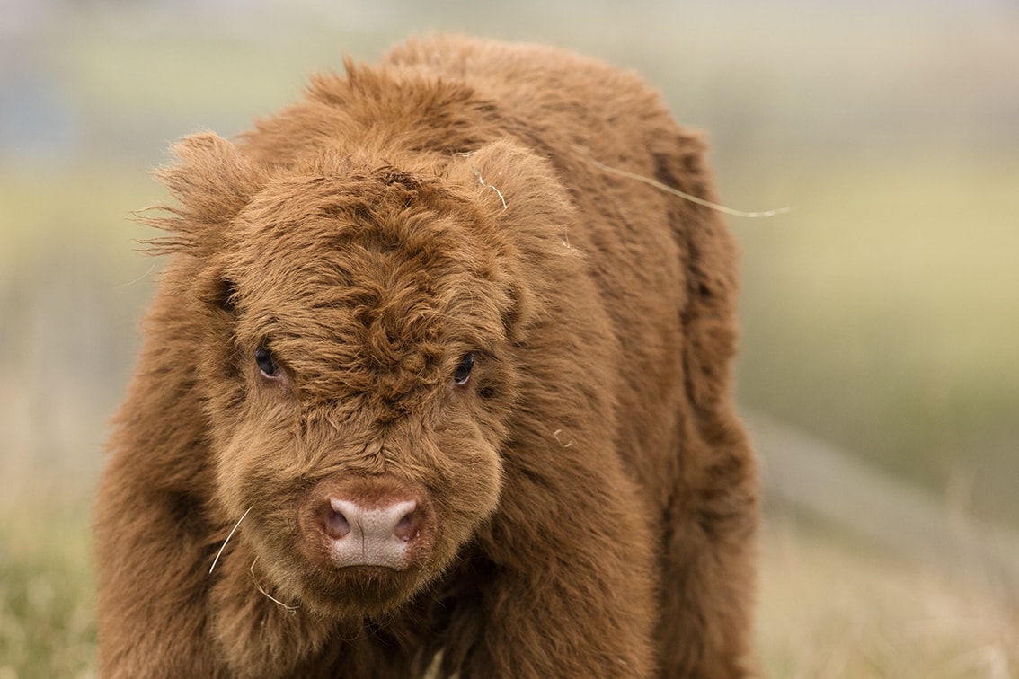 Highland Cows from the Broad Bay Fold in the Isle of Lewis