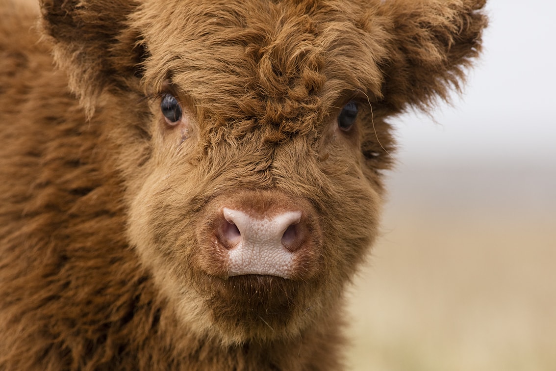 Highland Cows from the Broad Bay Fold in the Isle of Lewis Highland Cows from the Broad Bay Fold in the Isle of Lewis