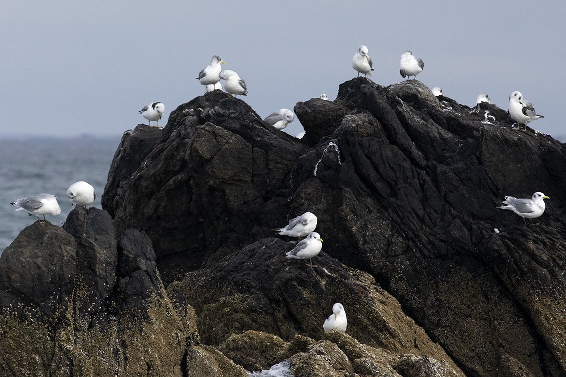 Birdlife on the Isle of Lewis