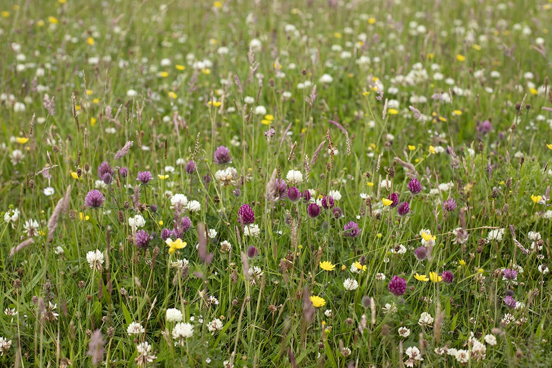 Machair Flowers Machair Flowers