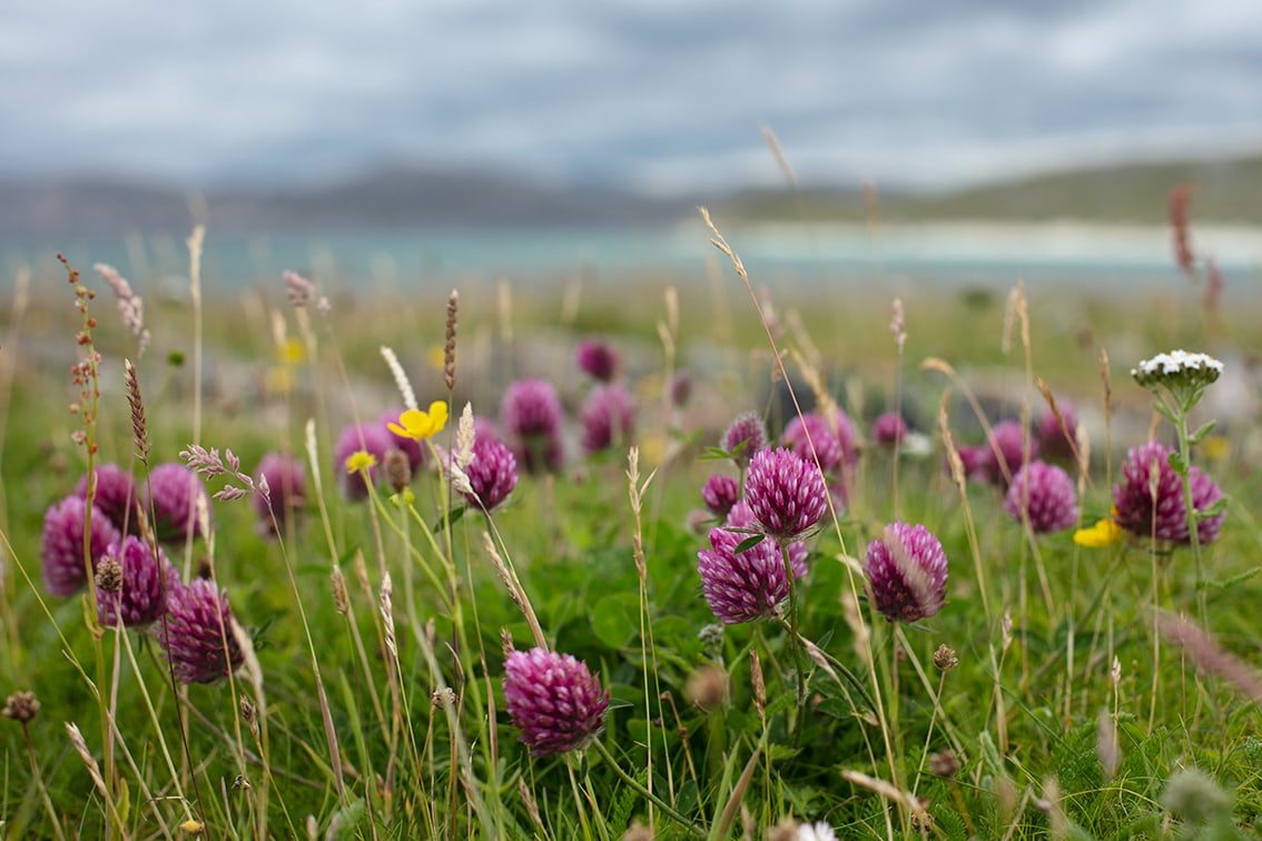 Machair in the Outer Hebrides