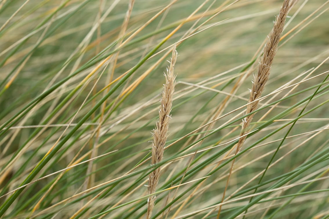 Machair in the Outer Hebrides Machair in the Outer Hebrides