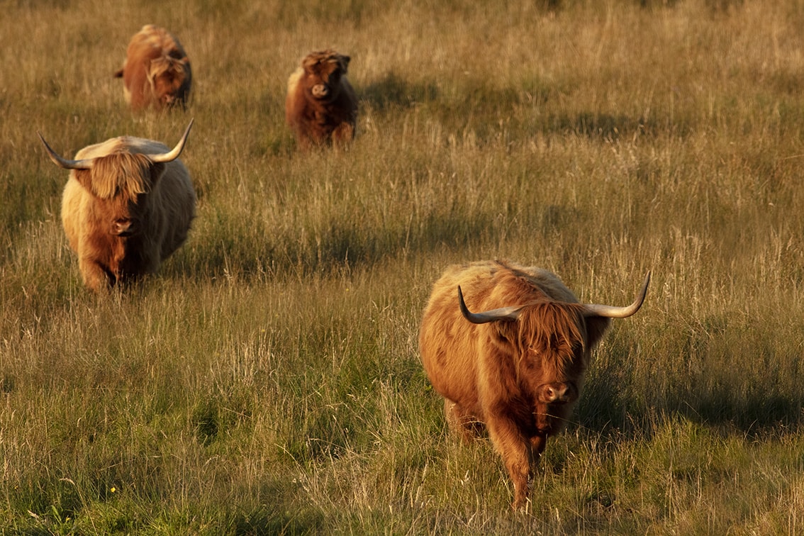 Highland Cows from the Broad Bay Fold in the Isle of Lewis