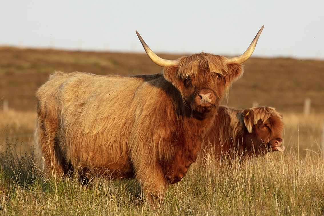 Highland Cows from the Broad Bay Fold in the Isle of Lewis