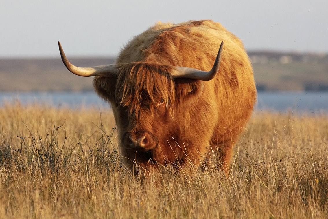 Highland Cows from the Broad Bay Fold in the Isle of Lewis