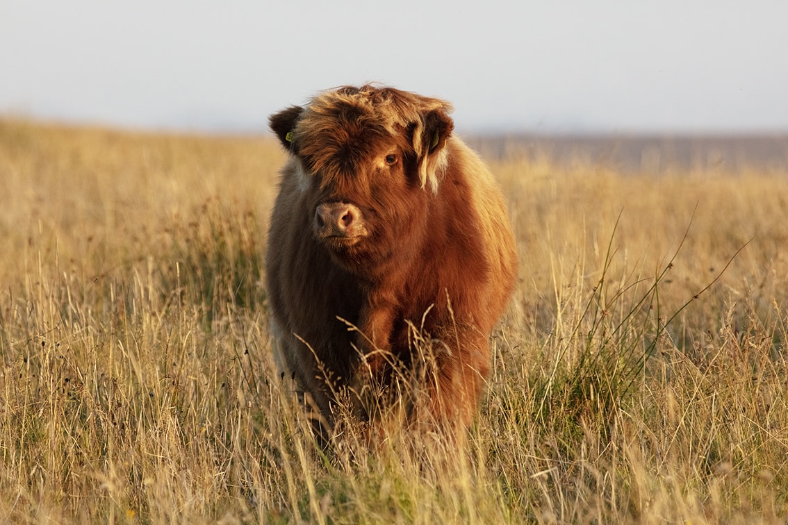 Highland Cows from the Broad Bay Fold in the Isle of Lewis