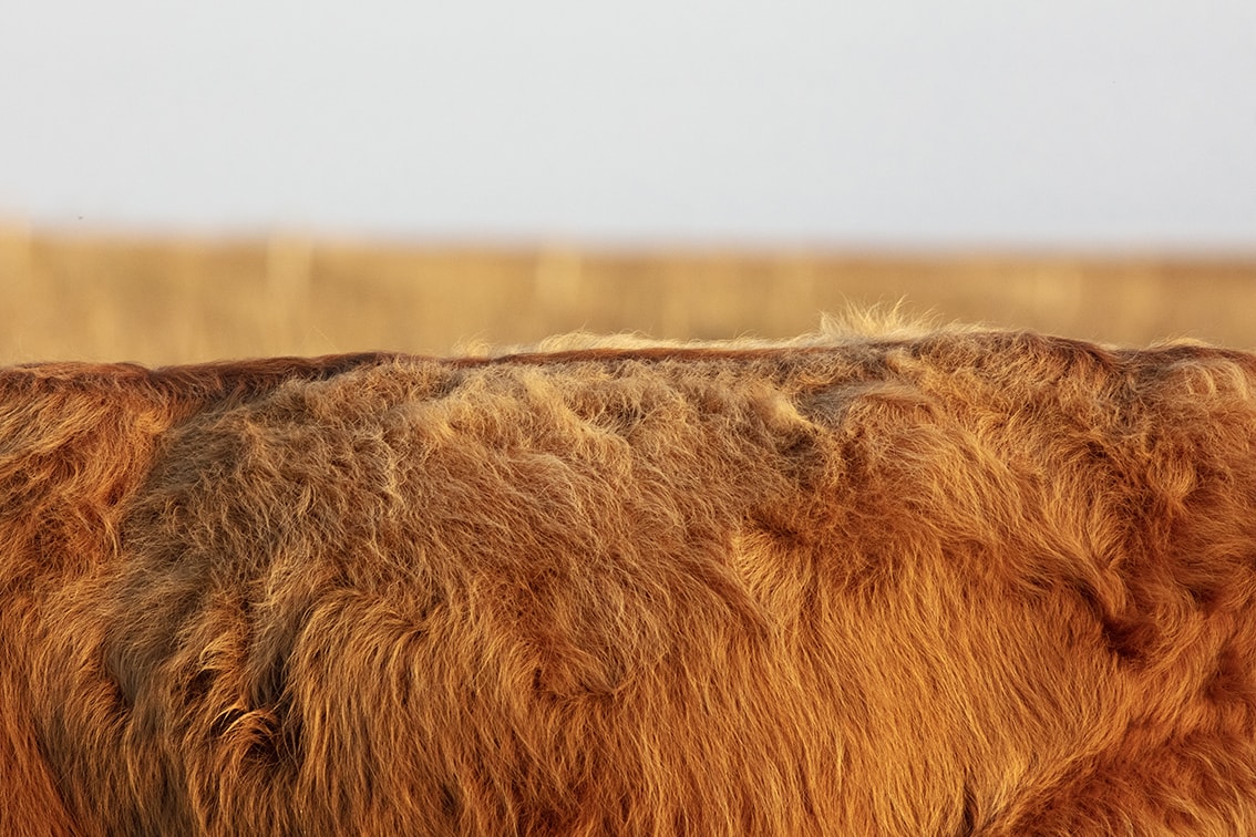 Highland Cows from the Broad Bay Fold in the Isle of Lewis Highland Cows from the Broad Bay Fold in the Isle of Lewis