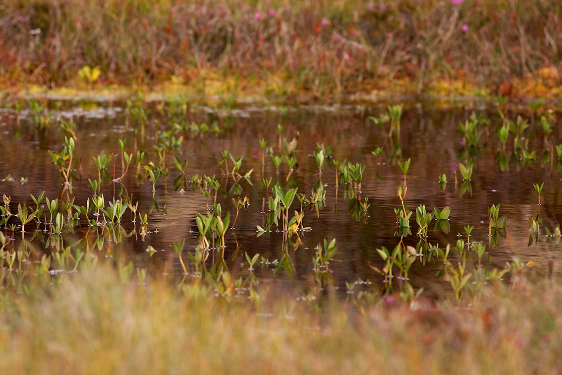 The Lewis moorland The Lewis moorland