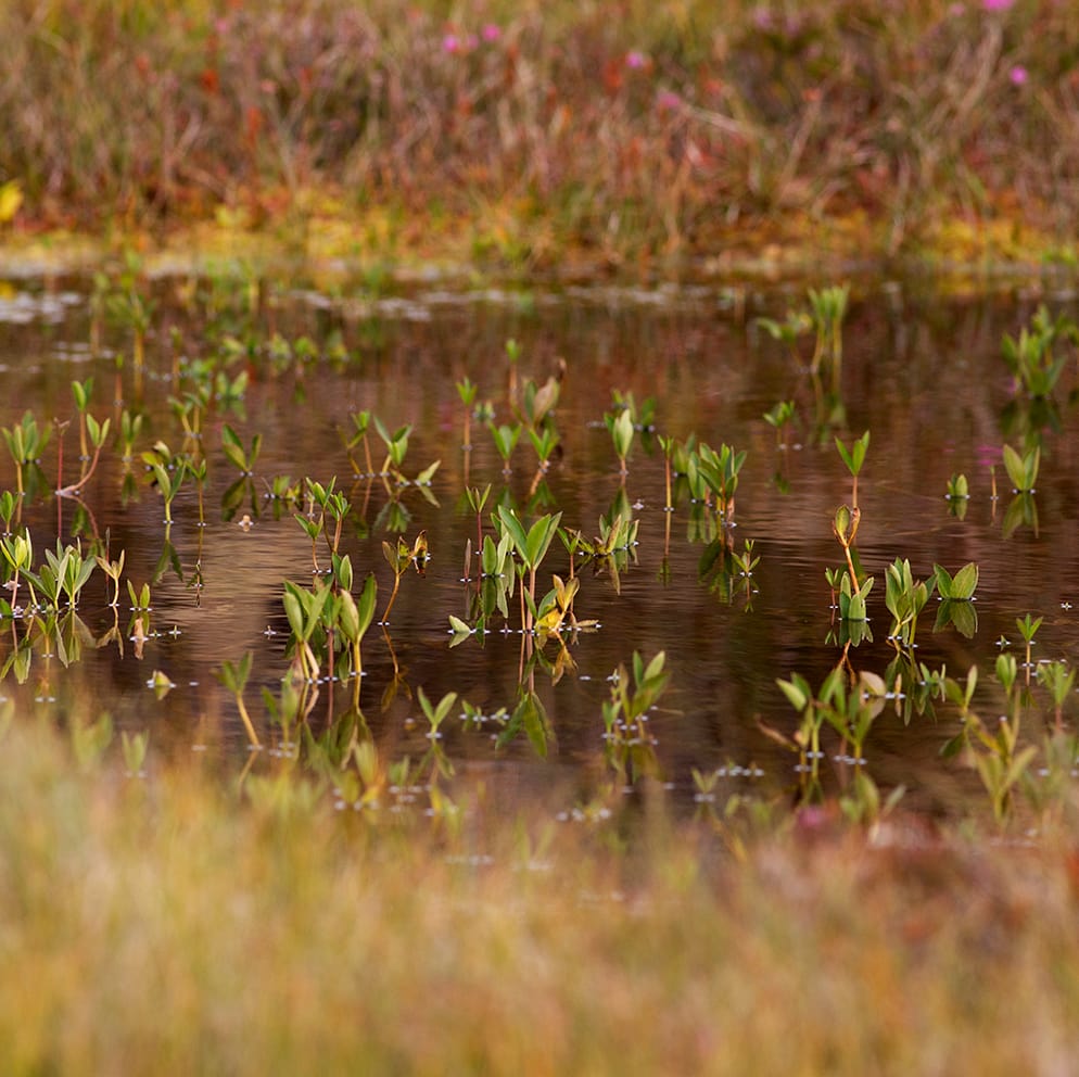 The Lewis moorland