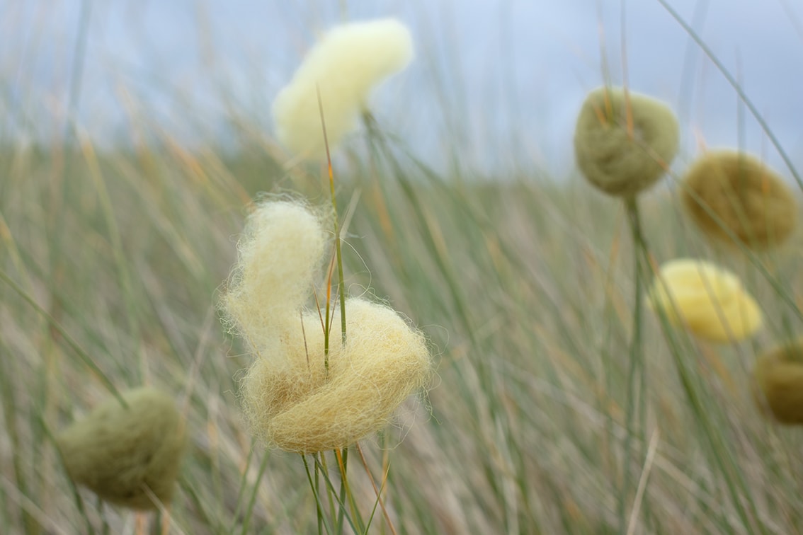 Natural dye experimentation by Alice Starmore using plants and lichens from the Outer Hebrides