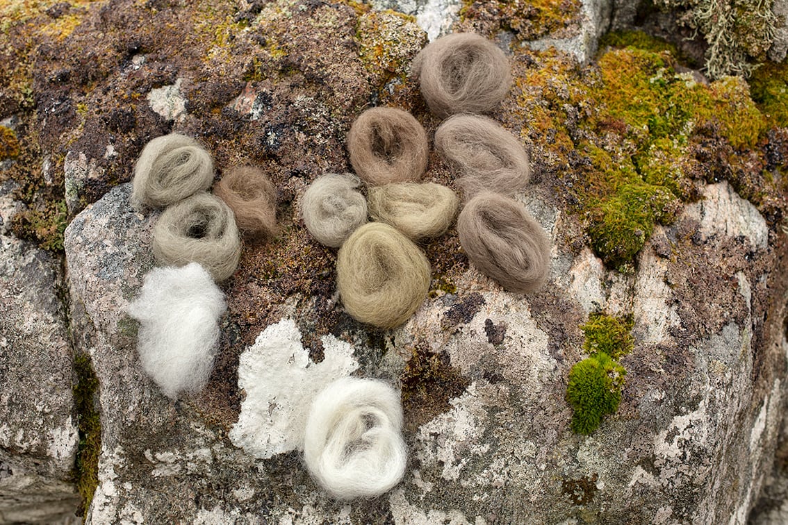 Natural dye experimentation by Alice Starmore using plants and lichens of the Outer Hebrides