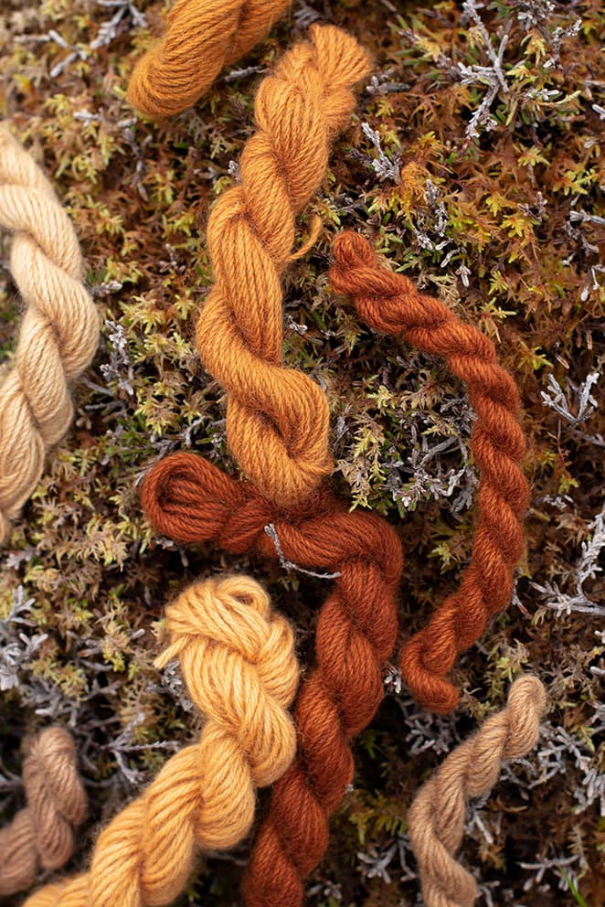 Natural dye experimentation by Alice Starmore using plants and lichens from the Outer Hebrides