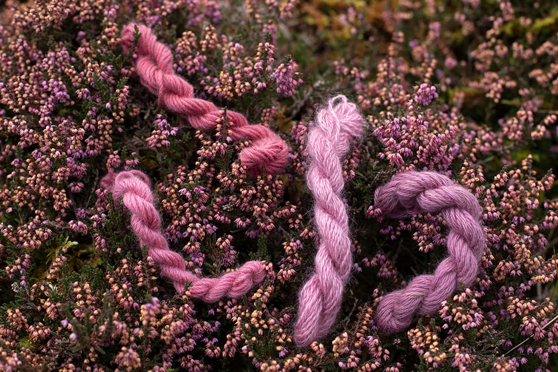 Natural dye experimentation by Alice Starmore using plants and lichens from the Outer Hebrides