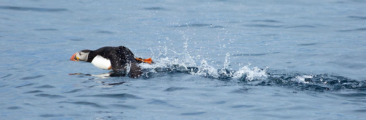 Birdlife on the Isle of Lewis