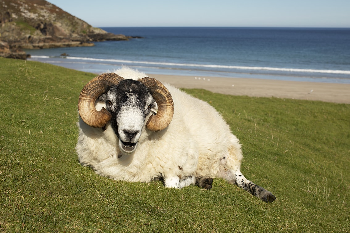 Ram in the Outer Hebrides Ram in the Outer Hebrides