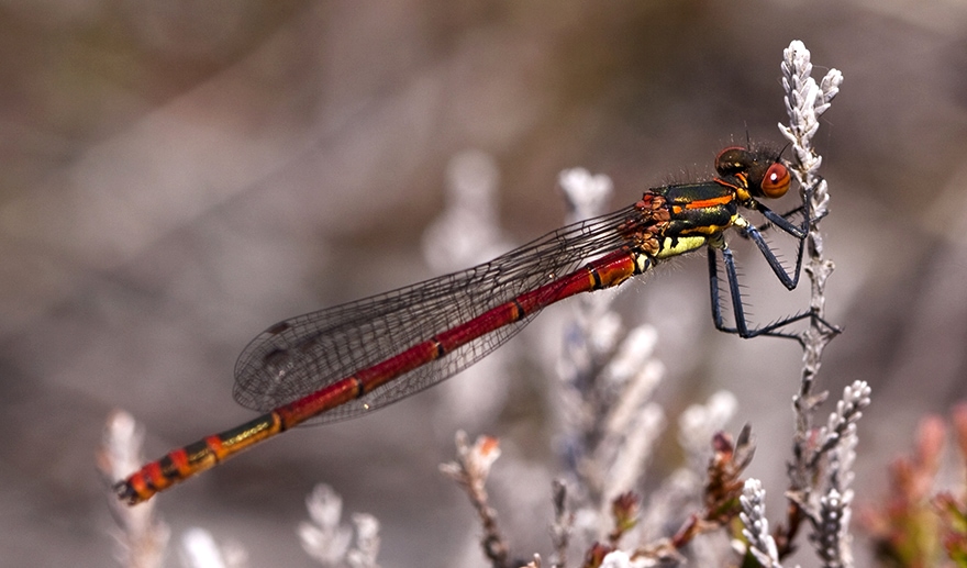 Dragon and Damselflies by Alice Starmore