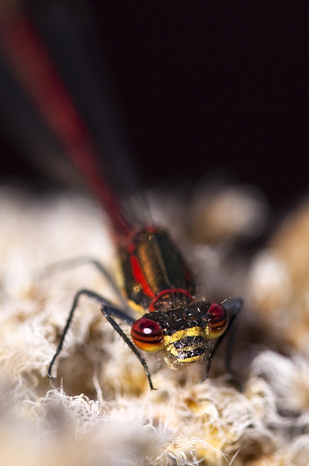 Dragon and Damselflies by Alice Starmore