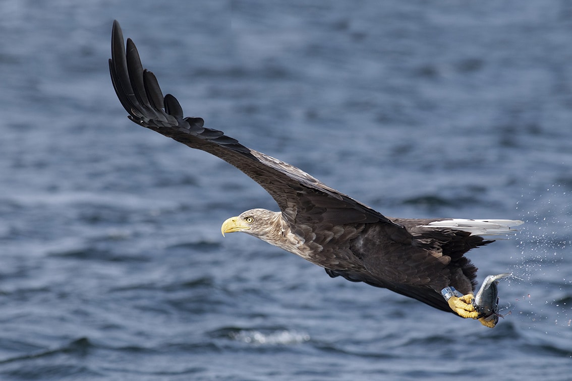 Birdlife on the Isle of Lewis