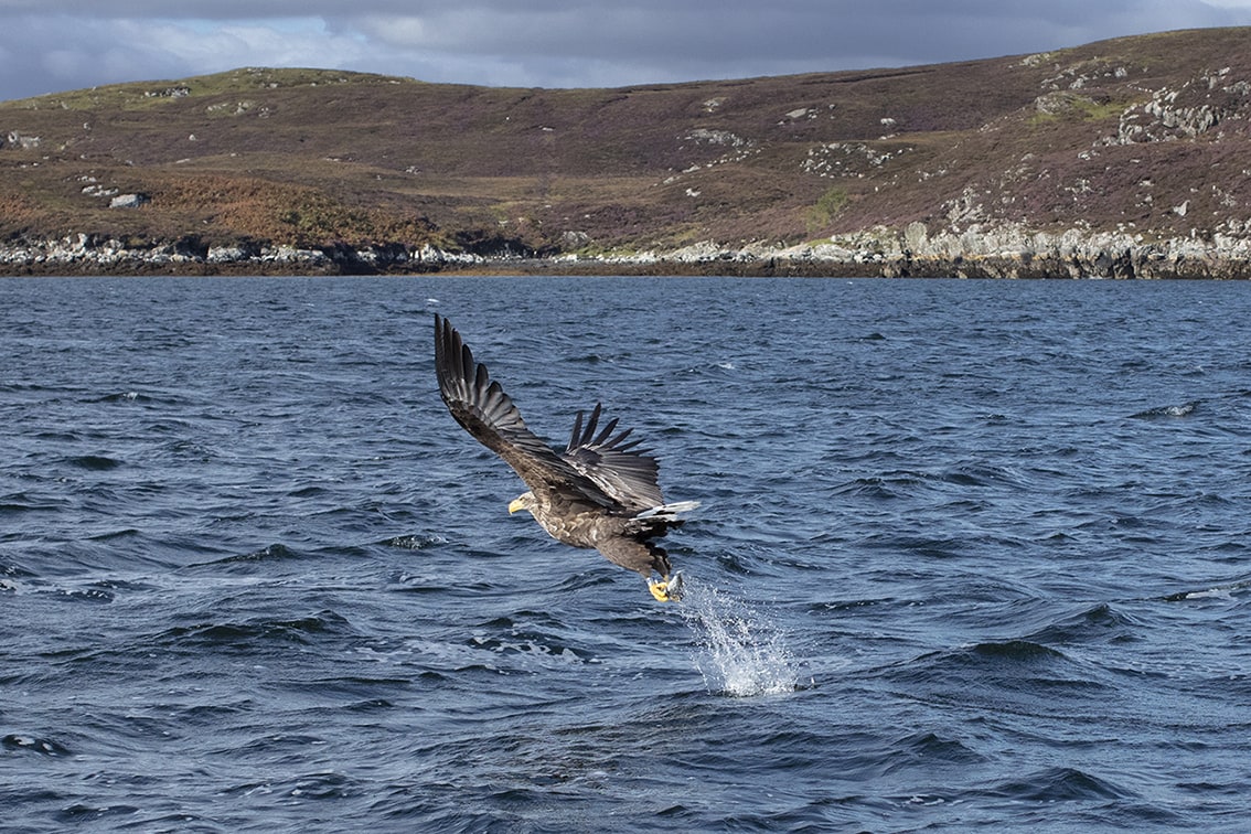 Birdlife on the Isle of Lewis