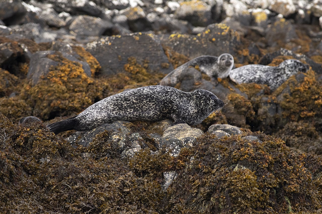 Seals on the Isle of Lewis