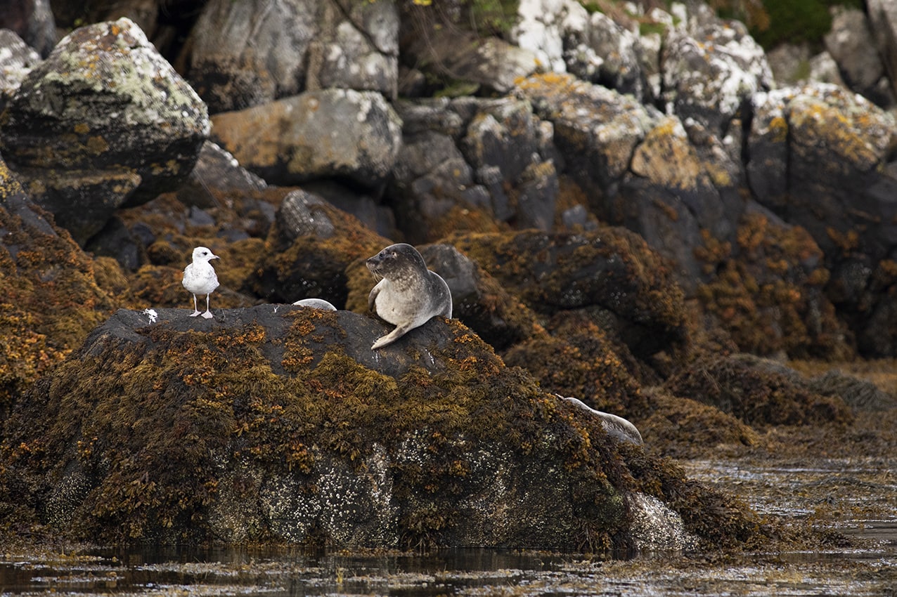 Seals on the Isle of Lewis