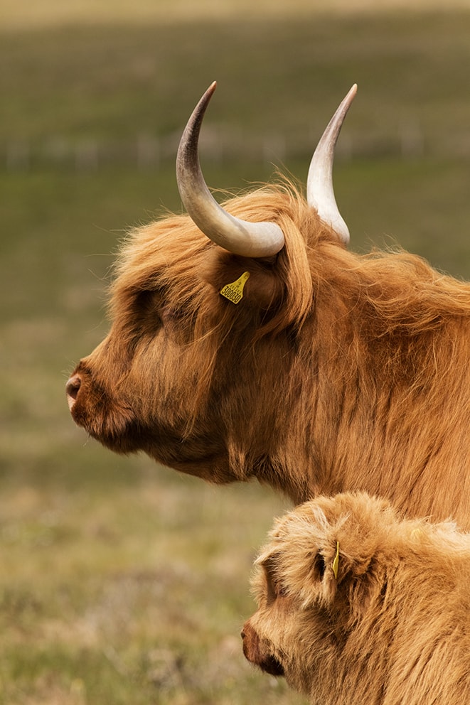 Highland Cows from the Broad Bay Fold in the Isle of Lewis Highland Cows from the Broad Bay Fold in the Isle of Lewis
