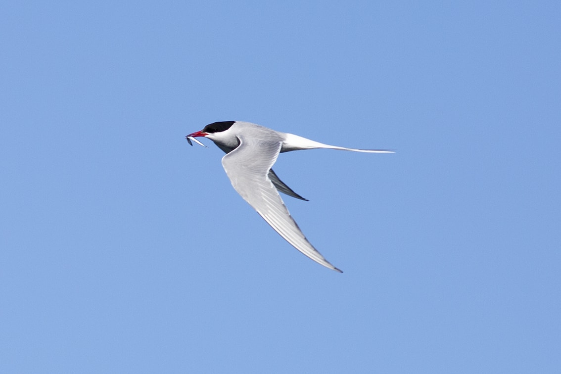 Birdlife on the Isle of Lewis