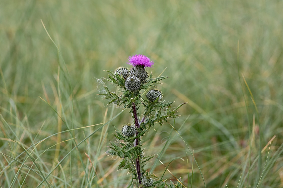 Thistle on Taransay Thistle on Taransay