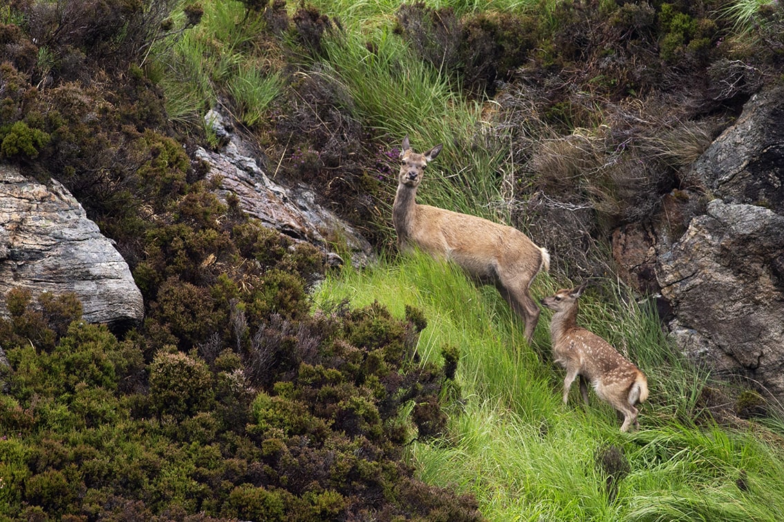 Deer in the Lewis Moorland