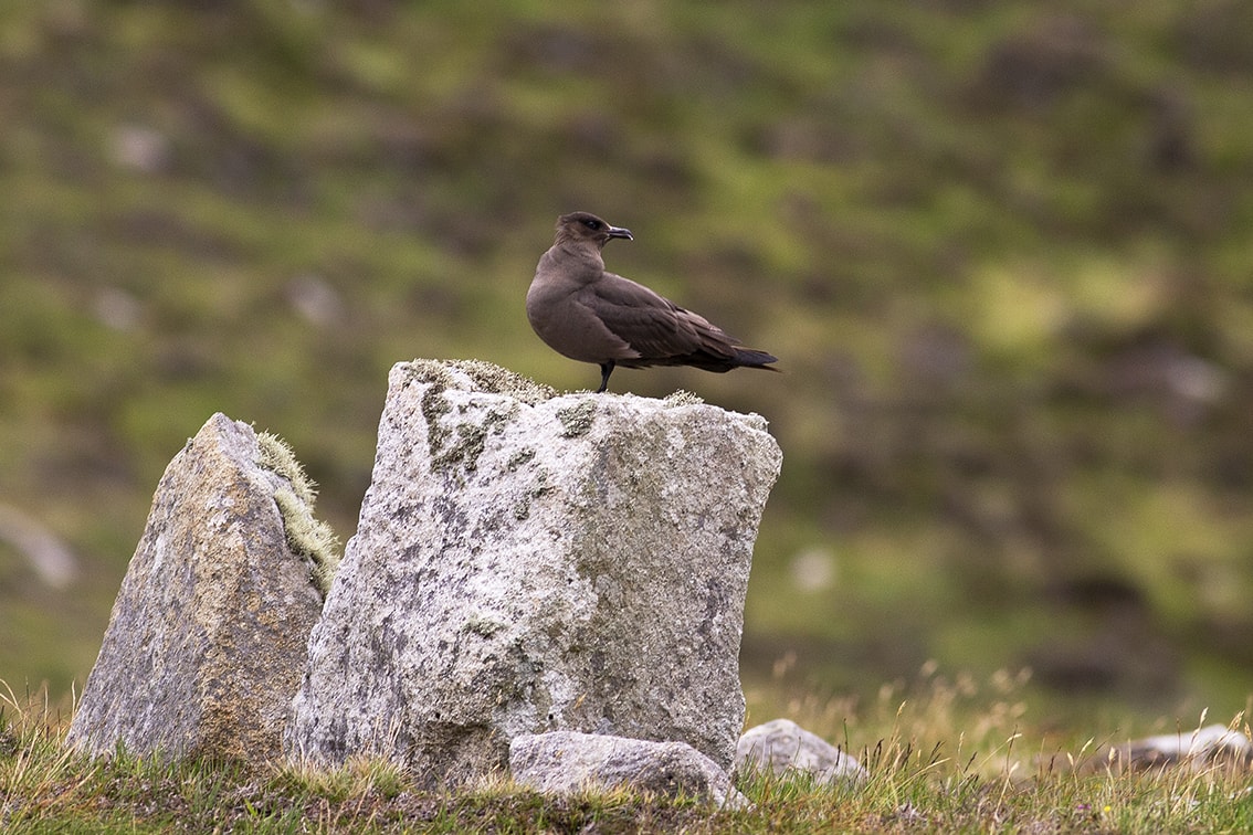 An artic skua on St Kilda